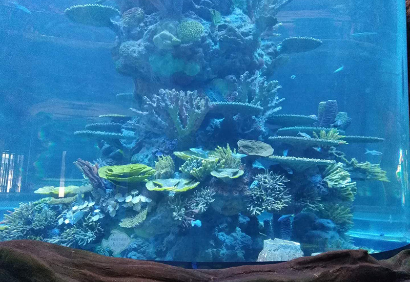 Ocean Park Sea Animal Aquascape